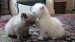 I licks my bro !! by Soheil Ta 16,601 views 15 years ago 1 minute, 8 seconds