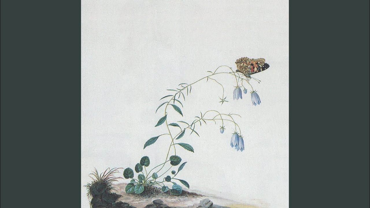 Convolvulus Althaeoides