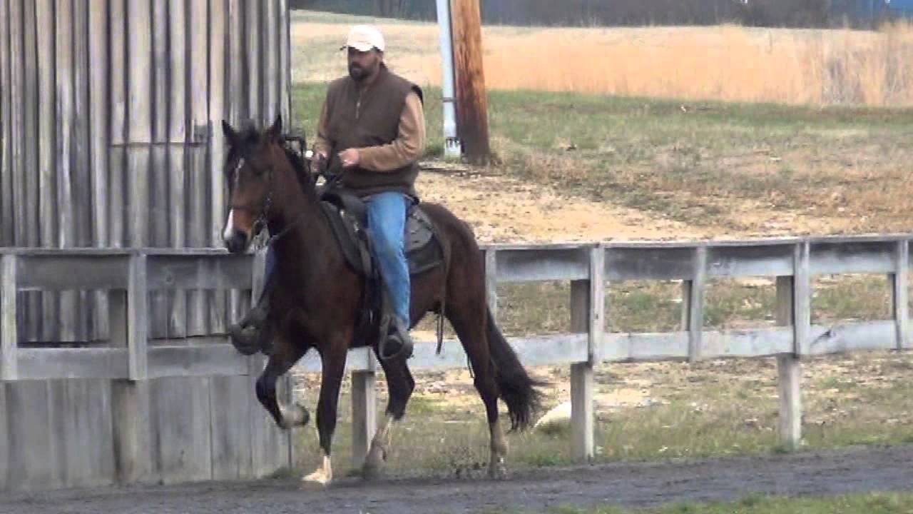Standardbred Trotting bloodline Keg Shod Stud YouTube