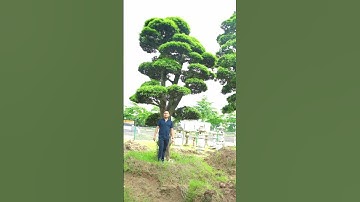 tùng la tán TAM ĐA đẹp quá ạ #tunglahan #hoaquason #caycanh #tunglahannhatban