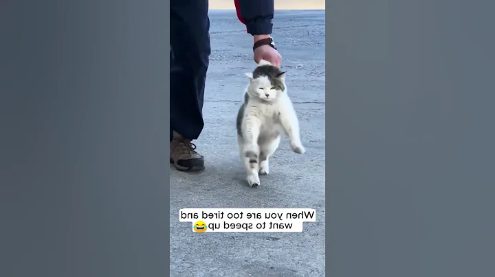 #97 Funny Cat🐈 videos 🐱🐱 #meowing #memes #cute