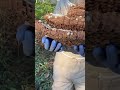 This is the nest of world's biggest hornet!
