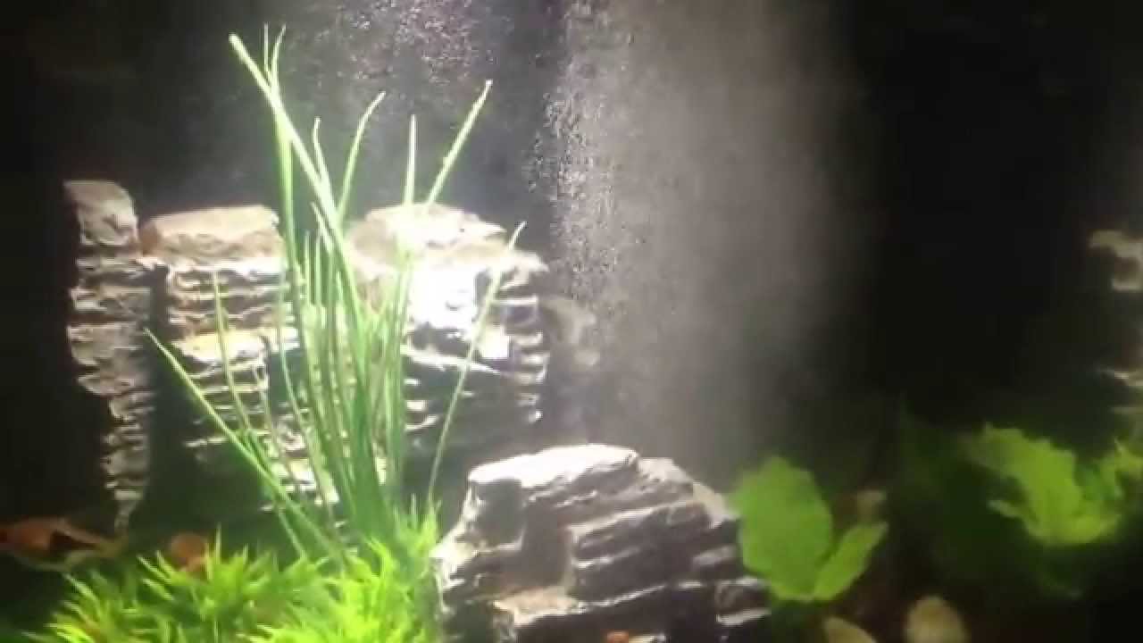 Tiny bubbles from filter in fluval chi YouTube