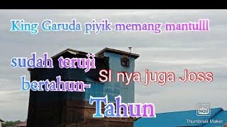 KING GARUDA PIYIK MENYAMBUT ANAKAN