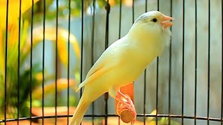 Canary Bird Singing for Training and Mating  Powerful Natural Canary Song 44 screenshot 2