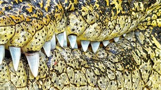 DEATH ROLLING LIL GATOR & CROC FEEDING