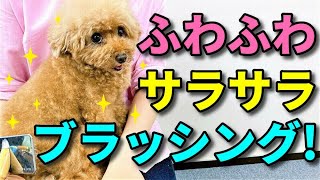 【犬 お手入れ】根元から綺麗にブラッシングする方法【犬のしつけ＠横浜】by遠藤エマ先生