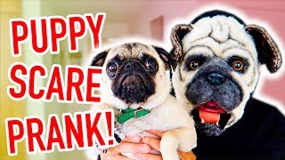 PUG PUPPY SCARE PRANK!