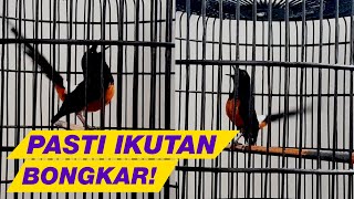 99% AMPUH untuk pancing emosi MURAI BATU agar GACOR dan BONGKAR ISIAN