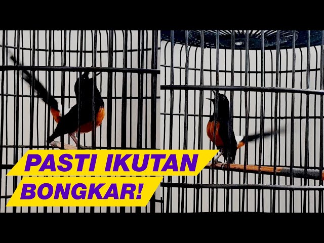 99% AMPUH untuk pancing emosi MURAI BATU agar GACOR dan BONGKAR ISIAN class=