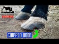 TRIMMING a RESCUE horse with CHRONIC LAMINITIS // LONG HOOVES // + GIVEAWAY!