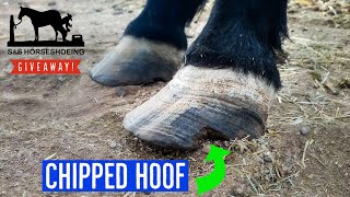 TRIMMING a RESCUE horse with CHRONIC LAMINITIS // LONG HOOVES // + GIVEAWAY!