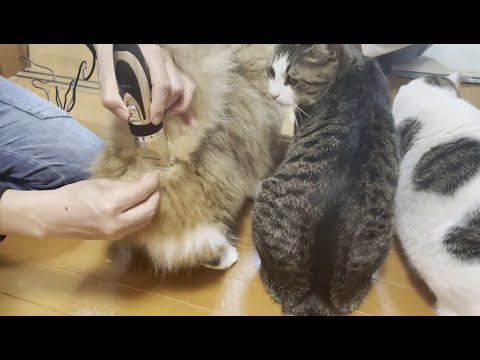 猫がお尻の毛を刈られた理由とは