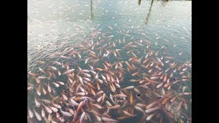 Download Panen Ikan Alias Lauk Mantap Part 1 Video MP3 Panen Ikan Alias Lauk Mantap Part 1