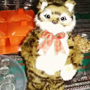 Lihatlah !! Kucing Arab Joget