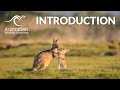 Introduction  australian wildlife journeys