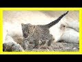 メスライオンがヒョウの赤ちゃんを保護!非常に珍しいケース!