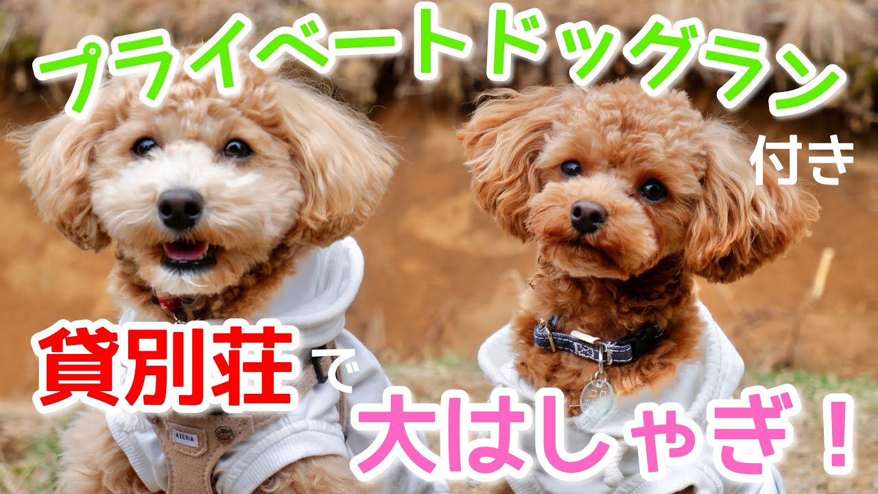 トイプードル2匹と貸別荘”モリソラの家”で自然を満喫してきた@岐阜県郡上市【トイプードル】【犬とキャンプ】【プーチャンネル】