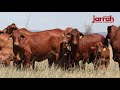 Jarrah redfords