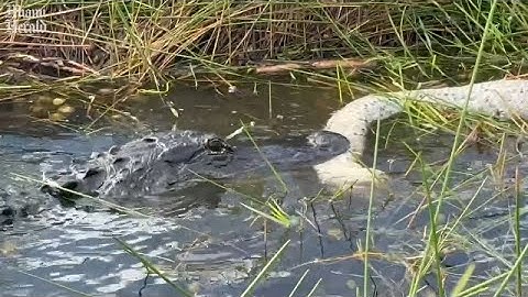 Alligator seen eating invasive python in Florida Everglades