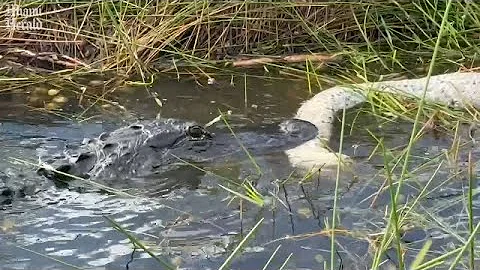 Alligator seen eating invasive python in Florida Everglades