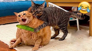 Try Not To Laugh Dogs And Cats 😁 - Best Funniest Animals Video 2024