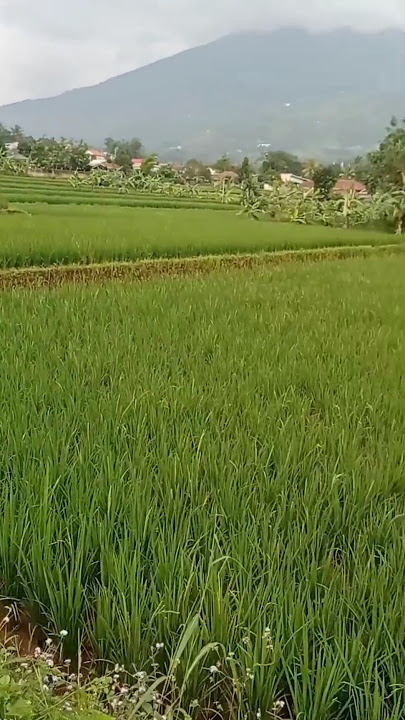 hirupmah kudu rada gelo #urangsunda #shorts