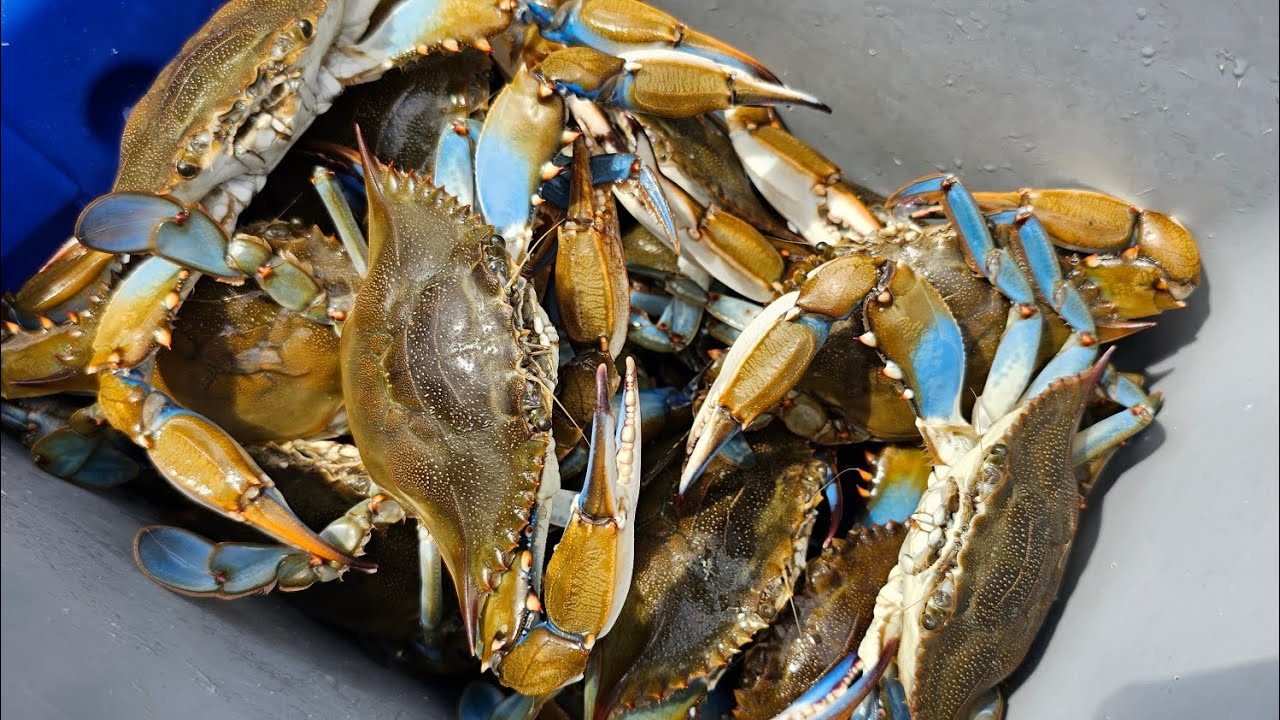 Great Day Crabbing**Bald Eagle Watching Me**Catch & Cook**How To Clean Blue Crabs