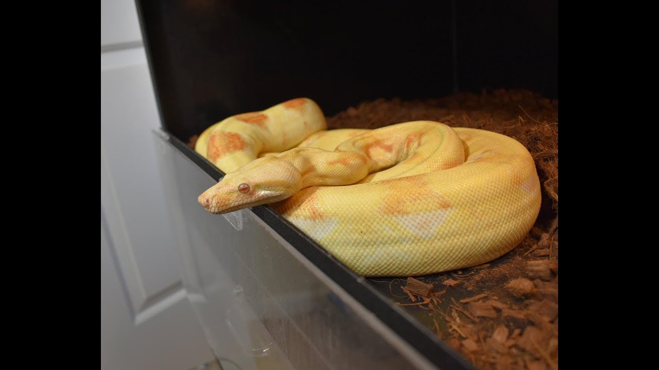 How I heat my snake room, Boa constrictors, green anaconda YouTube