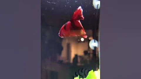REEFER SWIM THROUGH