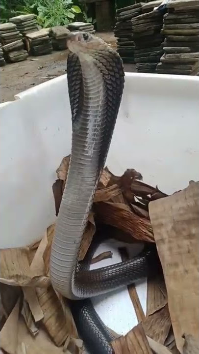 suara semburan naja saputatrix (cobra Jawa)😱😱