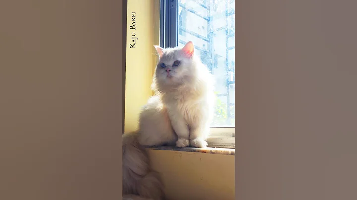 Video 11454081: cute persian kitten