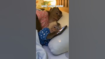 When a Baby Monkey Wakes Up His Angry Mom 😱💥 #short  #funnyshorts #sora2 #mom #monkey #scrolling
