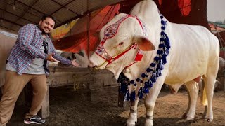 Lahore Shahpur kanjra Mandi Price Update Bakra Eid 2024 Biggest Bull In Pakistan, Dasi Bachra Hsn