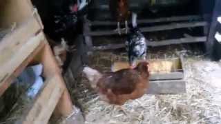Gallinero casero hecho con material reciclado en Asturias