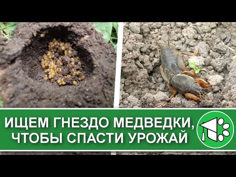 Как найти гнездо медведки | Как избавиться от медведки в огороде. Борьба с вредителями