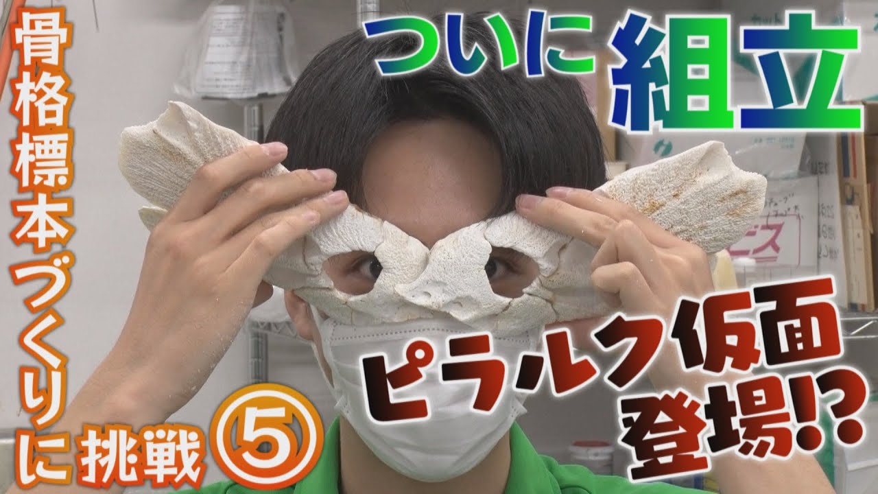 【うみの杜にっき】巨大魚に永遠の命を・・・骨格標本を作ろう第5段！ついに頭部の組み立てへ！【OH!バンデス】