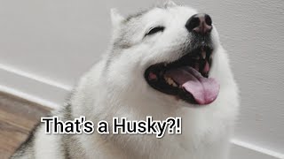 Gorgeous Unicorn Husky Dog