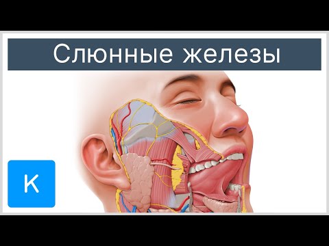 Слюнные железы - Анатомия человека | Kenhub