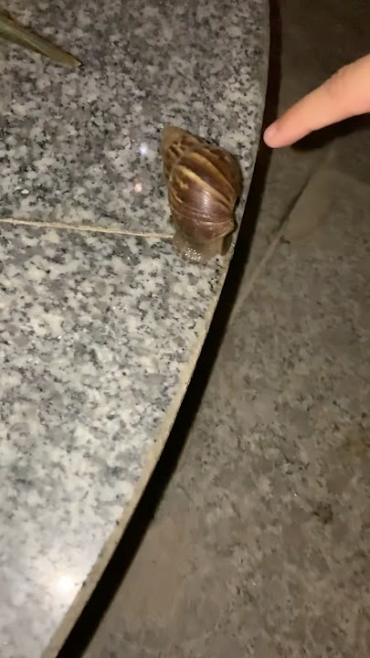 Chú Ốc Sên đi lạc 🤗🤗🤗🤗🤗🤗🤗🤗🤗🤗