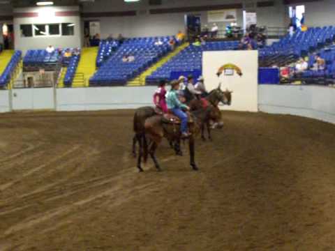 Missouri State Fair Reserve Champion Gaited Mule 2...