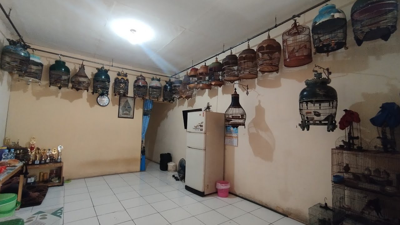 LENGKAP! PERKUTUT LOKAL ALAM KATURANGGAN HASIL PIKATAN  SULUHAN