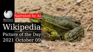 Wikipedia Picture of the Day: 2021-10-09 - Marsh frog (Narrated by Amy)