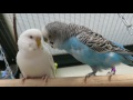 Parakeets Aviary May 2016 - Parkieten Voliere Mei 2016