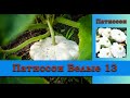 Патиссон Белые 13 - высокоурожайный холодоустойчивый сорт лучший сорт для маринования