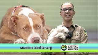 Find Your Lost Pet at the Santa Cruz County Animal Shelter