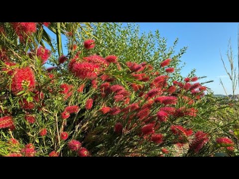 Video: Waarom bloeit mijn flessenborstel niet - Hoe krijg ik bloemen op flessenborstelplanten