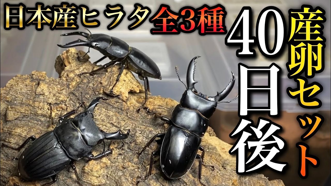 国産ヒラタを産卵させる方法　ヒラタクワガタ3種の産卵セット割り出し結果【クワガタ飼育】