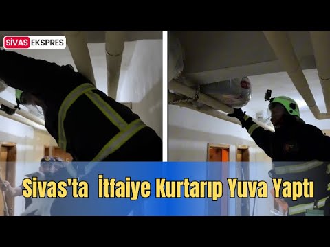 Sivas'ta İtfaiye Kurtarıp Yuva Yaptı