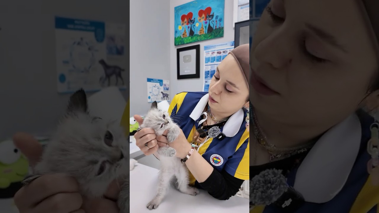 Kulak uyuzu olan kediye masaj yaptık😳😅